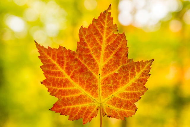 Maple leaf