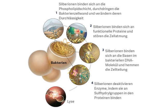 Diagramm, das vier Arten zeigt, wie Silberionen Bakterienfunktionen stören, mit beschrifteten Abbildungen für jede Methode.